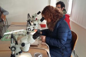 Voluntarios de SERBAL viendo insectos beneficiosos en las instalaciones del IFAPA La Mojonera